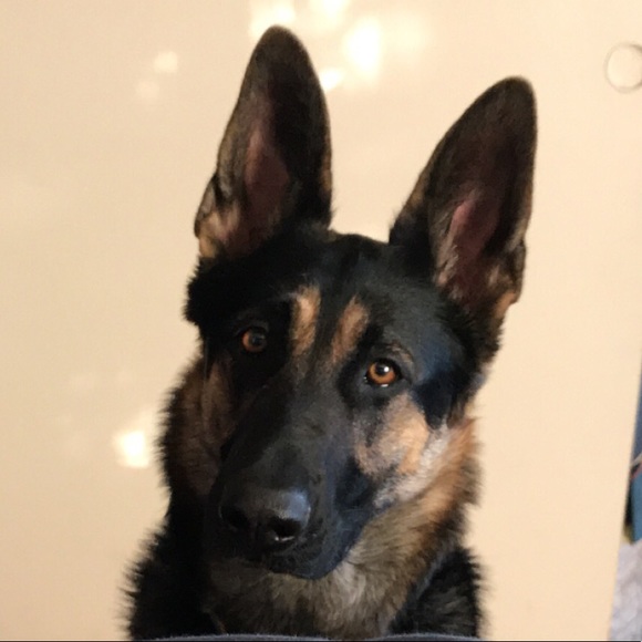 Meet your Posher, Ruth - Picture 1 of 1